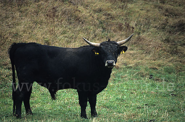 Heckrind (Bos taurus taurus)