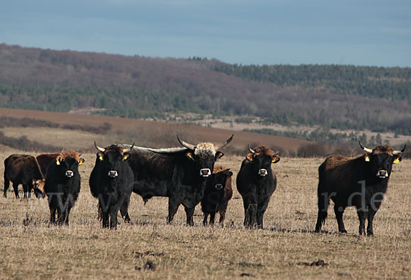 Heckrind (Bos taurus taurus)