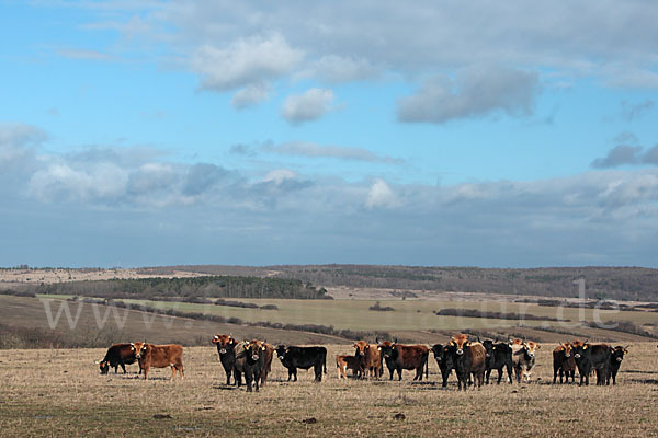 Heckrind (Bos taurus taurus)