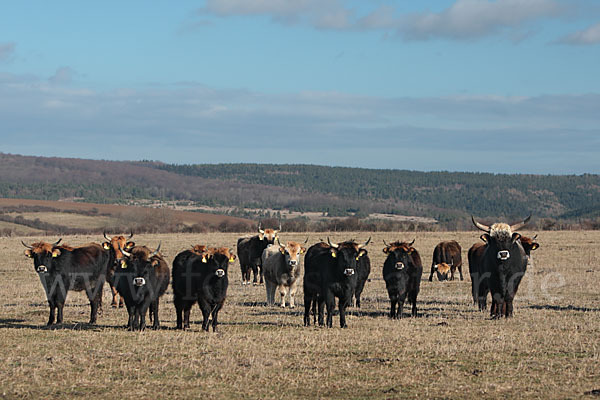 Heckrind (Bos taurus taurus)