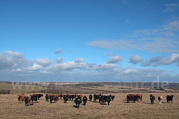 Heckrind (Bos taurus taurus)