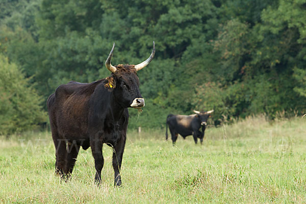 Heckrind (Bos taurus taurus)