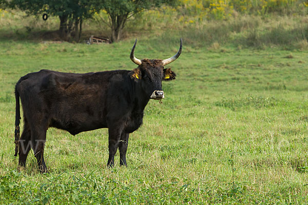 Heckrind (Bos taurus taurus)