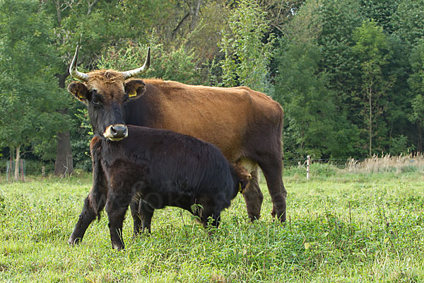 Heckrind (Bos taurus taurus)