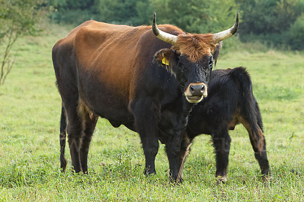 Heckrind (Bos taurus taurus)