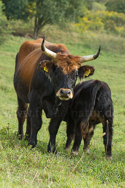 Heckrind (Bos taurus taurus)