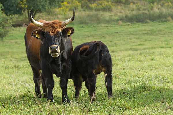 Heckrind (Bos taurus taurus)