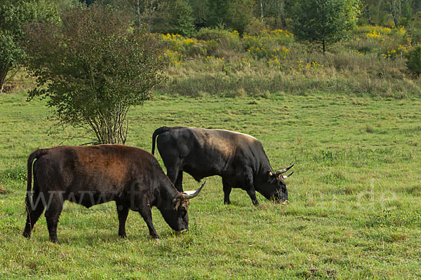 Heckrind (Bos taurus taurus)