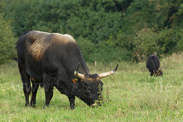 Heckrind (Bos taurus taurus)