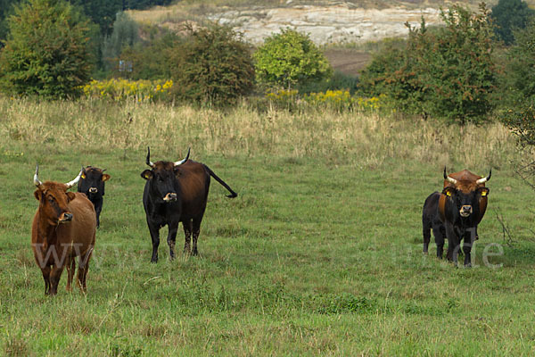 Heckrind (Bos taurus taurus)