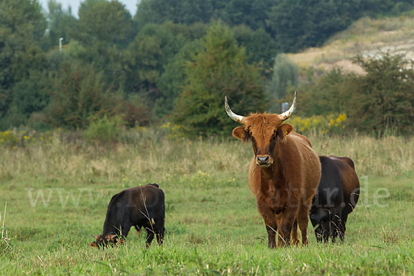 Heckrind (Bos taurus taurus)