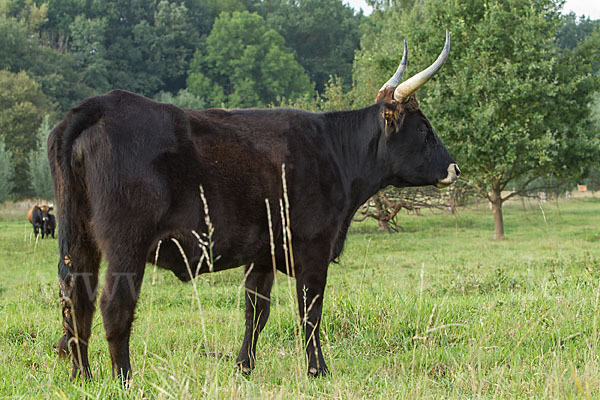 Heckrind (Bos taurus taurus)