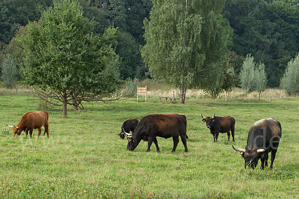 Heckrind (Bos taurus taurus)