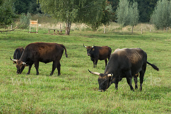 Heckrind (Bos taurus taurus)
