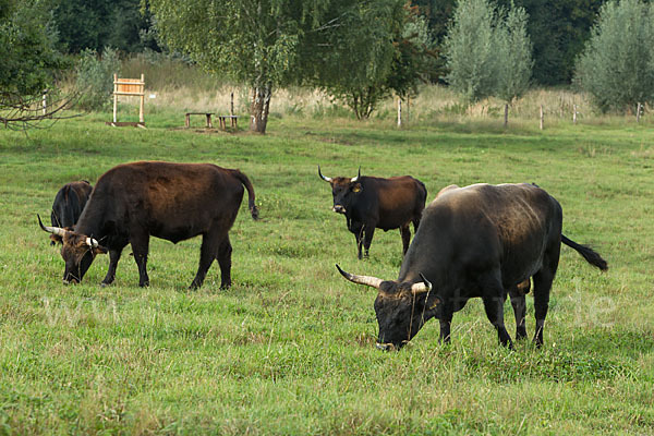 Heckrind (Bos taurus taurus)