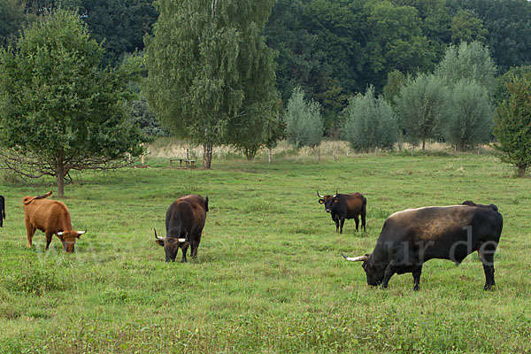 Heckrind (Bos taurus taurus)