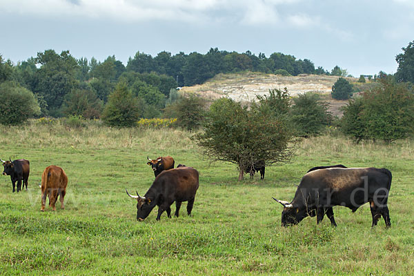 Heckrind (Bos taurus taurus)