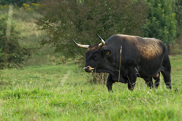 Heckrind (Bos taurus taurus)