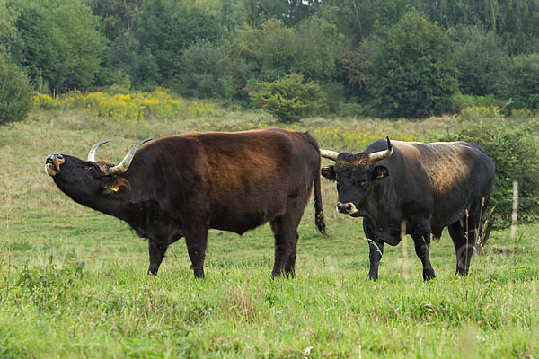 Heckrind (Bos taurus taurus)