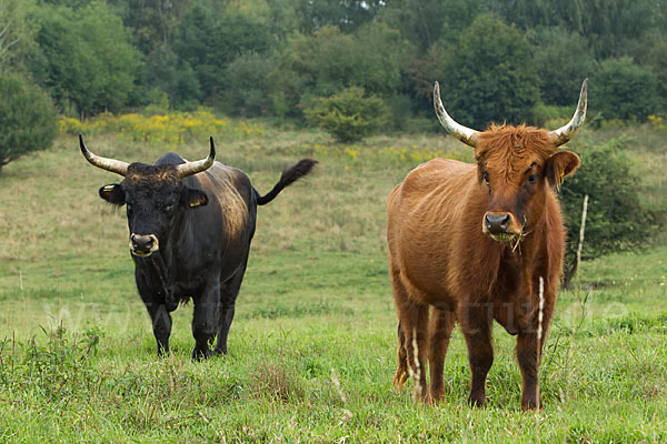 Heckrind (Bos taurus taurus)