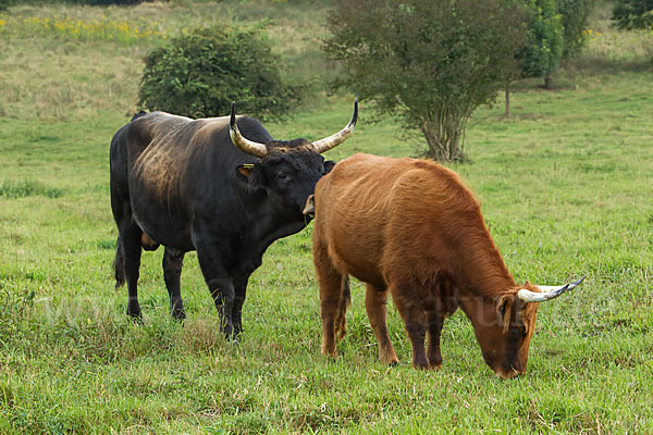 Heckrind (Bos taurus taurus)