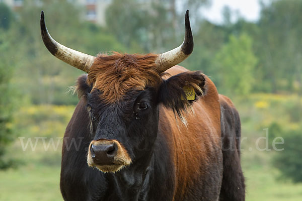 Heckrind (Bos taurus taurus)