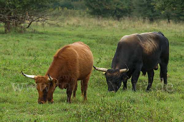 Heckrind (Bos taurus taurus)