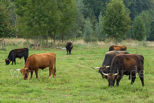 Heckrind (Bos taurus taurus)