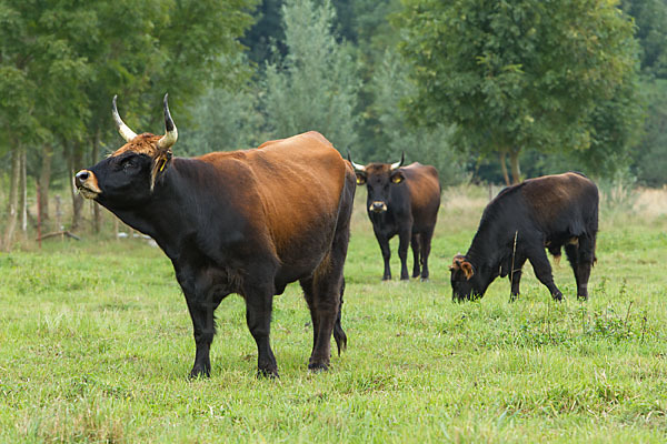 Heckrind (Bos taurus taurus)