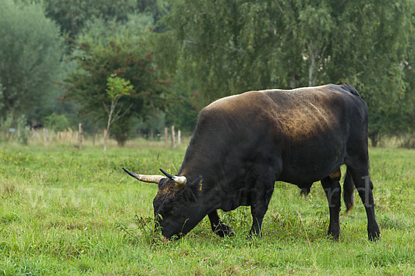 Heckrind (Bos taurus taurus)