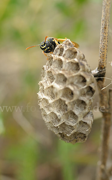 Heide-Feldwespe (Polistes nimpha)