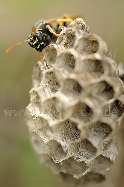 Heide-Feldwespe (Polistes nimpha)