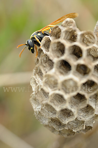 Heide-Feldwespe (Polistes nimpha)