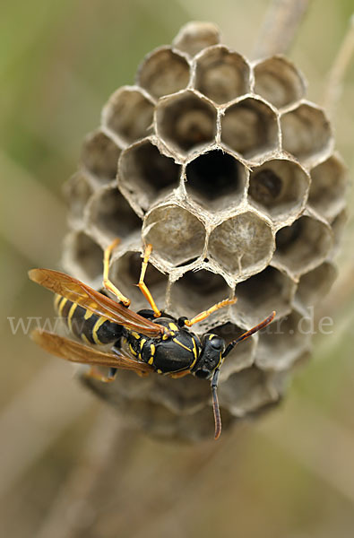 Heide-Feldwespe (Polistes nimpha)