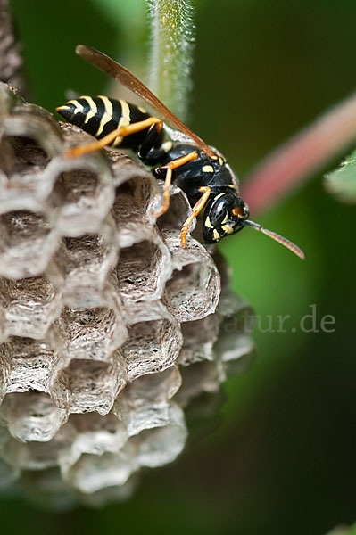 Heide-Feldwespe (Polistes nimpha)