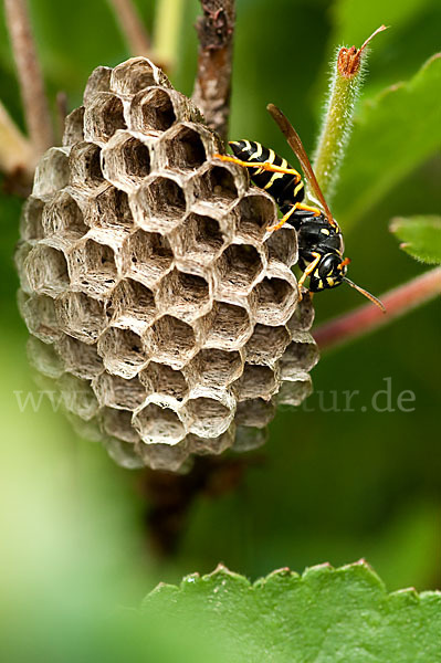 Heide-Feldwespe (Polistes nimpha)