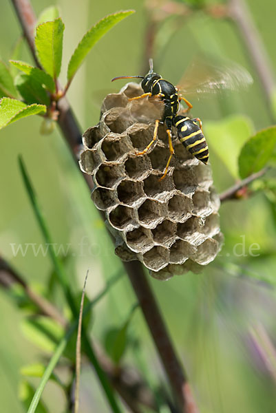 Heide-Feldwespe (Polistes nimpha)