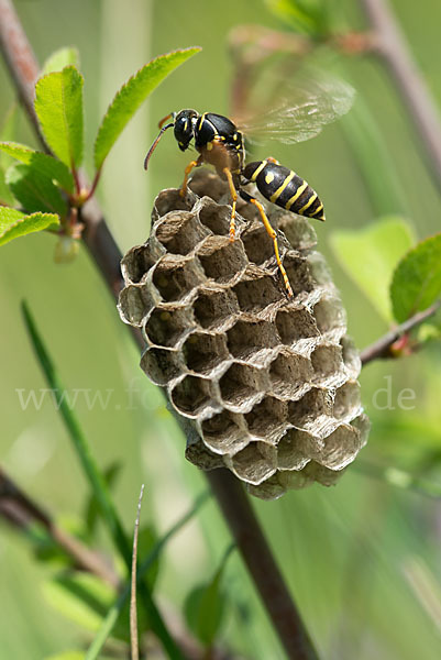 Heide-Feldwespe (Polistes nimpha)