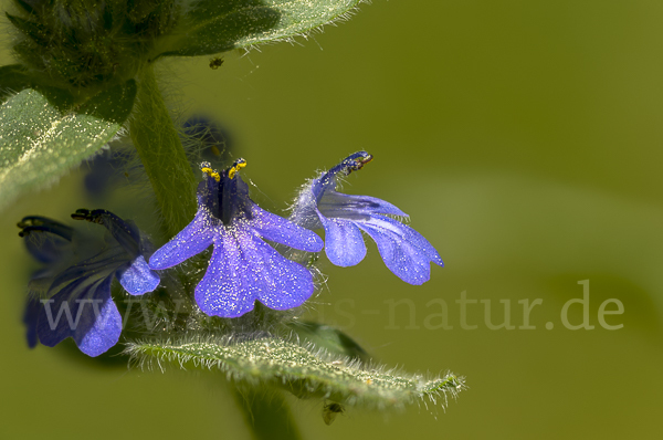 Heide-Günsel (Ajuga genevensis)