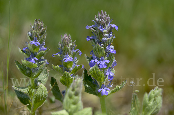 Heide-Günsel (Ajuga genevensis)