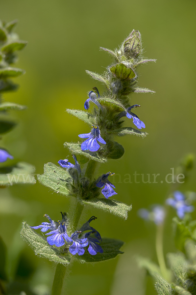 Heide-Günsel (Ajuga genevensis)