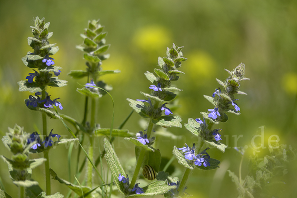 Heide-Günsel (Ajuga genevensis)