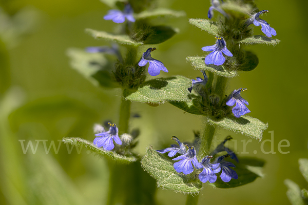 Heide-Günsel (Ajuga genevensis)