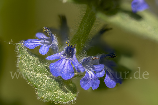 Heide-Günsel (Ajuga genevensis)