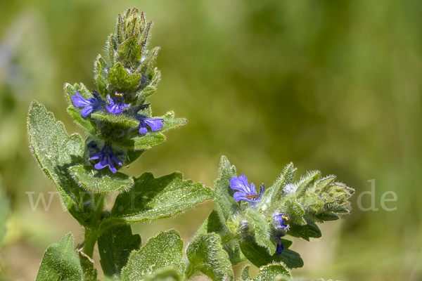 Heide-Günsel (Ajuga genevensis)