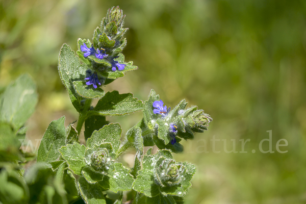 Heide-Günsel (Ajuga genevensis)