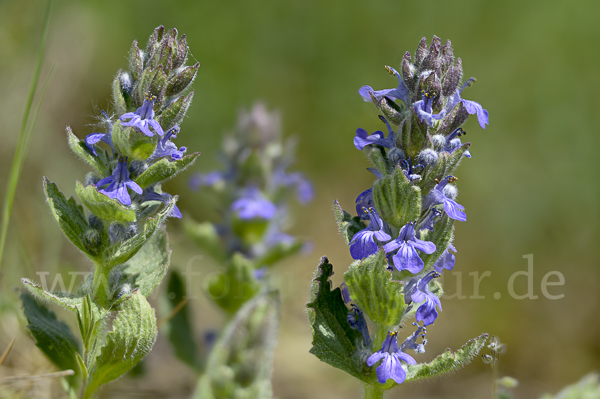 Heide-Günsel (Ajuga genevensis)