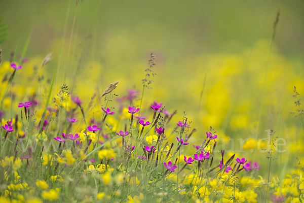 Heide-Nelke (Dianthus deltoides)