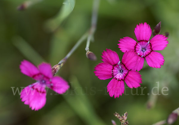 Heide-Nelke (Dianthus deltoides)