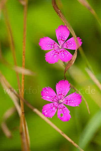 Heide-Nelke (Dianthus deltoides)